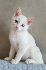 white small kitten