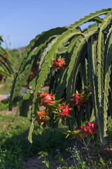 Dragon fruit or Pitaya Pitahaya plantation in Thailand Hylocer