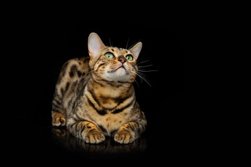 Obraz premium Beautiful bengal cat
