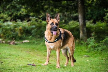 full body protection dog