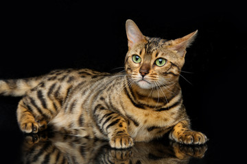 Obraz premium Beautiful bengal cat