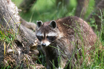 a racoon