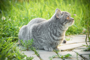 Beautiful British kitten in a grass