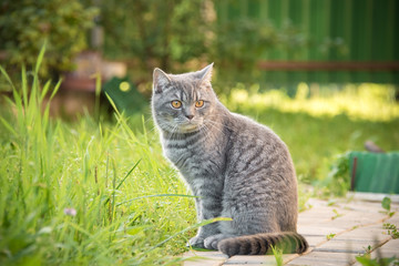 Naklejka na ściany i meble Beautiful British kitten in a grass