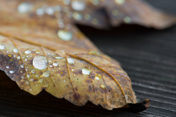 Yellow autum leaf with raindrops, close up of water drops