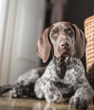 Cute German pointer dog puppy resting at home.