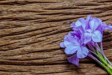 Closeup of Blue plumbago flowers (Cape Leadwort or Plumbago auriculata) on wooden background, with copy space.