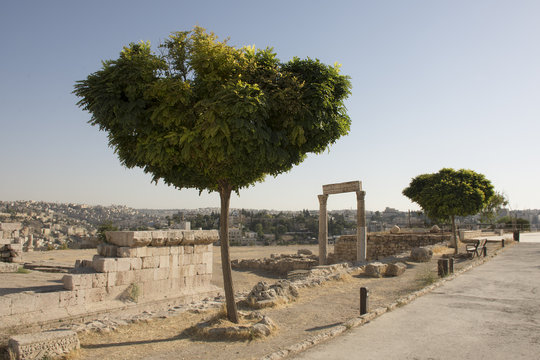 Trees of Amman citadel - old roman 