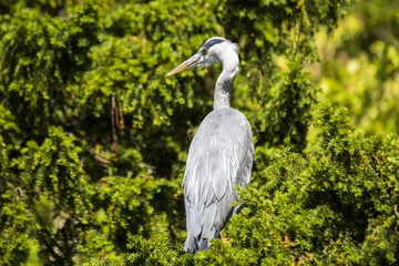 Grey Heron (Ardea cinerea) - National Botanic Gardens, Dublin