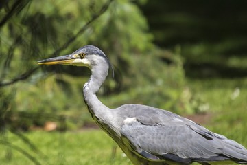 Grey Heron (Ardea cinerea) - National Botanic Gardens, Dublin