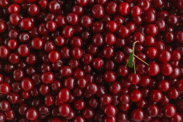 ripe cherries with a leaf on a background of cherries