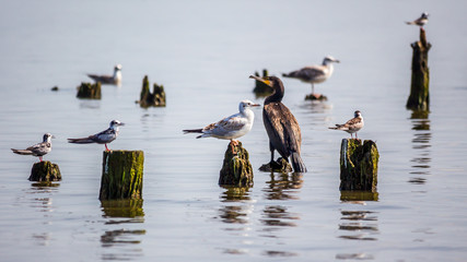 Cormorants and seagulls on lake Paleostomi, Poti, Georgia