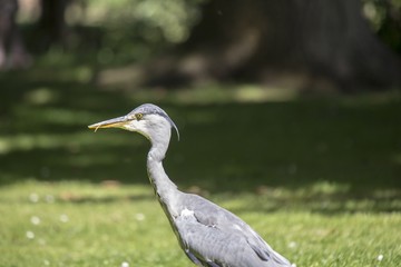 Grey Heron (Ardea cinerea) - National Botanic Gardens, Dublin