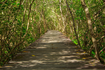 Fototapeta na wymiar mangrove forest