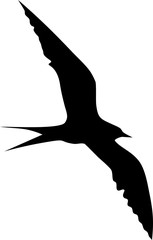 Silhouette of flying gull