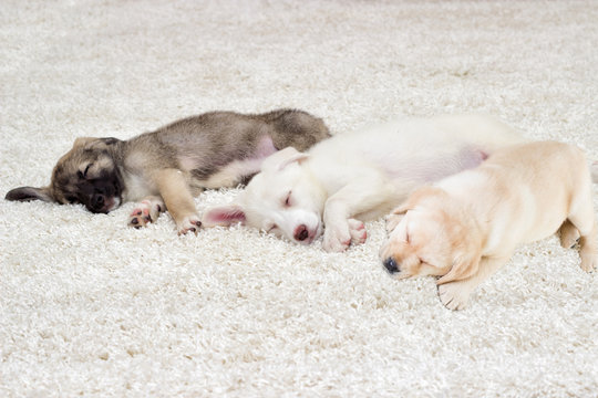 puppies sleeping on a shaggy carpet