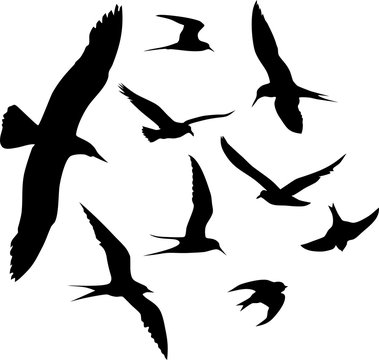 Silhouettes of flying seagulls