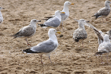 Möwe