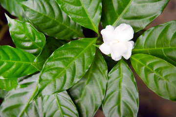 Delicate jasmine flowers with leaf in the garden