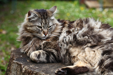 Chat Maine Coon