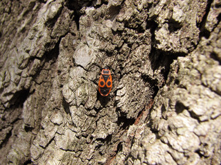 Bedbug-soldier on a tree trunk, super macro mode