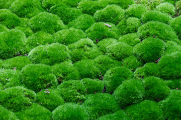 Multiple Grass balls top side view are covered with some fraction of dry leaves, Selective Focus