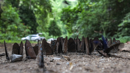 Butterflies are feeding mineral at  Kaeng Krachan National Park,