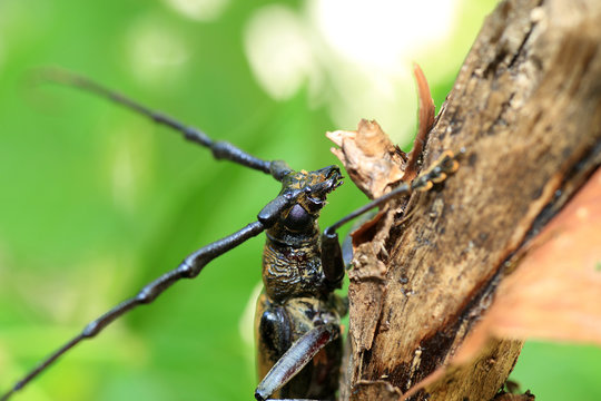 Mountain oak longhorned beetle (Massicus raddei) in Japan