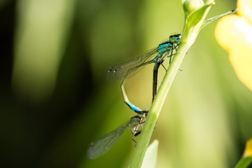 Libelle