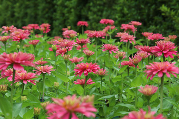 Beautiful Zinnia flowers blooming in garden.