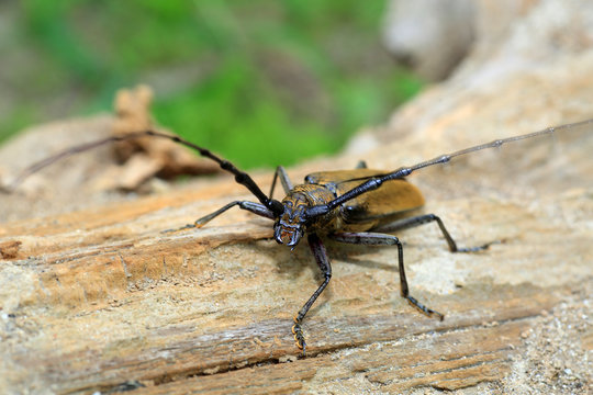 Mountain oak longhorned beetle (Massicus raddei) in Japan
