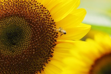 honey bee in flight and fresh sunflower　ひまわりへ向かう蜜蜂
