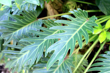 Philodendron kookaburra