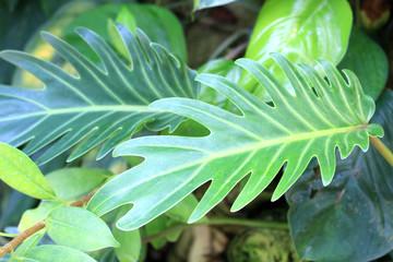 Philodendron kookaburra © marine art