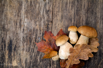 Boletus edulis, mushrooms on wooden background.