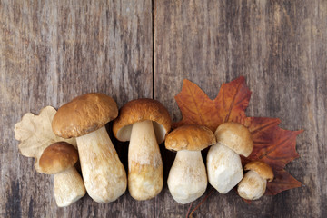 Mushroom Boletus over Wooden Background