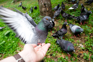 Pigeon eats with my hands