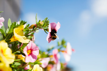 Obraz premium Bumblebee