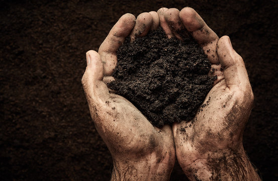 Soil In Male Hands
