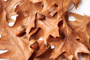 Oak leaves with acorns