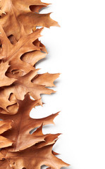 Fototapeta premium Autumn leaves