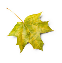 Fototapeta premium Maple leaf