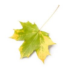 Maple leaf