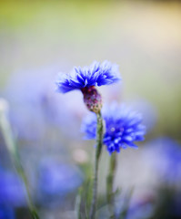 Cornflower