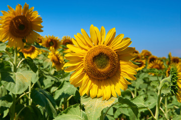 sunflower field beautiful summer landscape