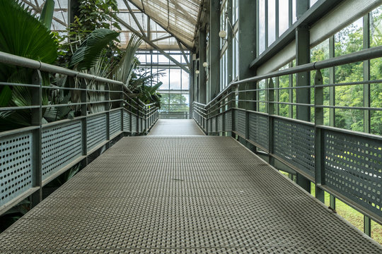 Ramp In Green House Plants