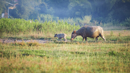 mom and baby buffalo in the grass field