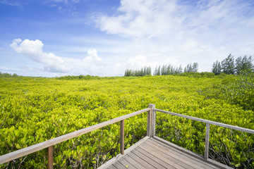 Fototapeta premium Walkway with wooden bridge through mangrove forrest, Golden Mead