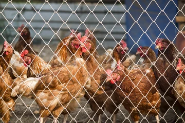 Photo sur Plexiglas Poulet many chickens in the cage