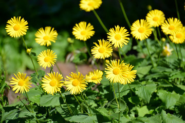 Blossoming doronicum  east (Doronicum orientale Hoffm.). Spring